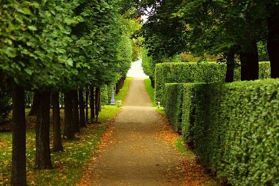 hedge-trimming-tree-service-in-nottingham-2