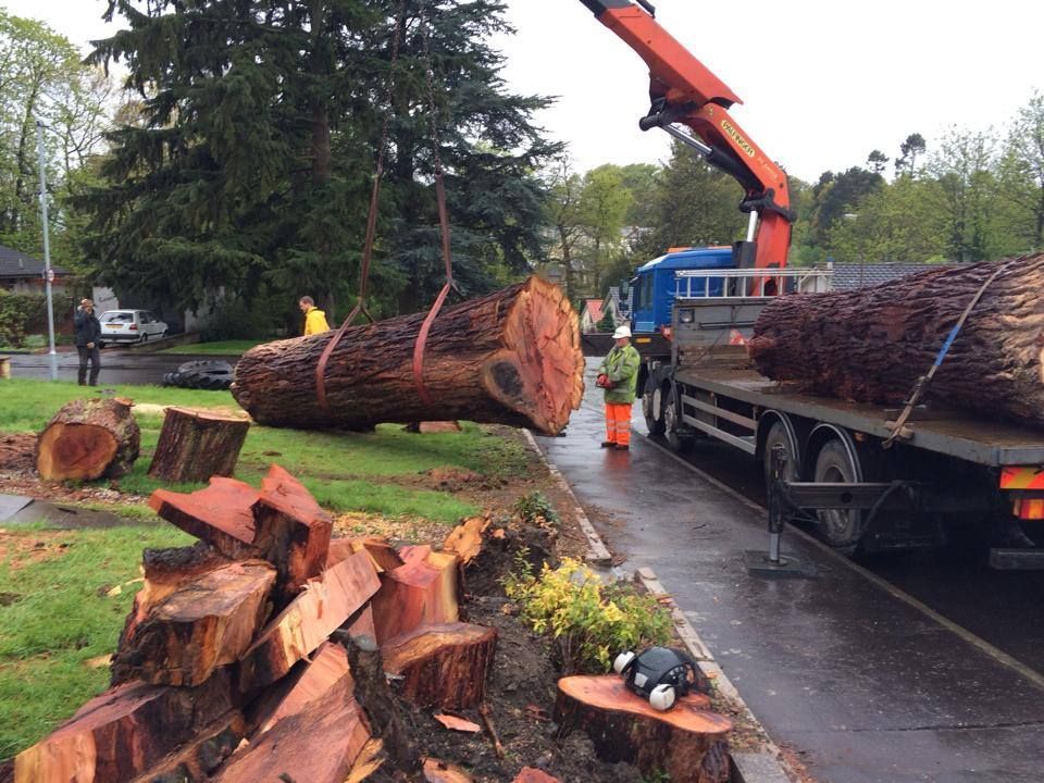 tree-felling-in-west-bridgford