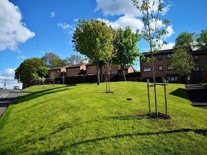 tree-service-planting-in-derby