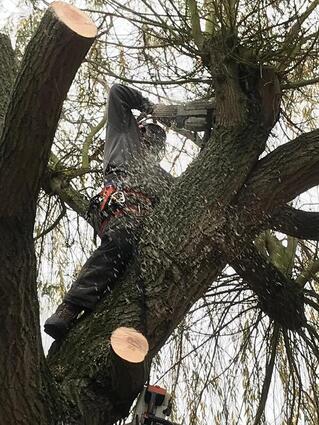 tree-trimming-service
